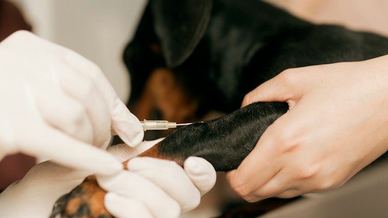 Chile acaba de recibir el diploma que México tiene desde 2019 — y el virus sigue aquí, solo que cambió de animal