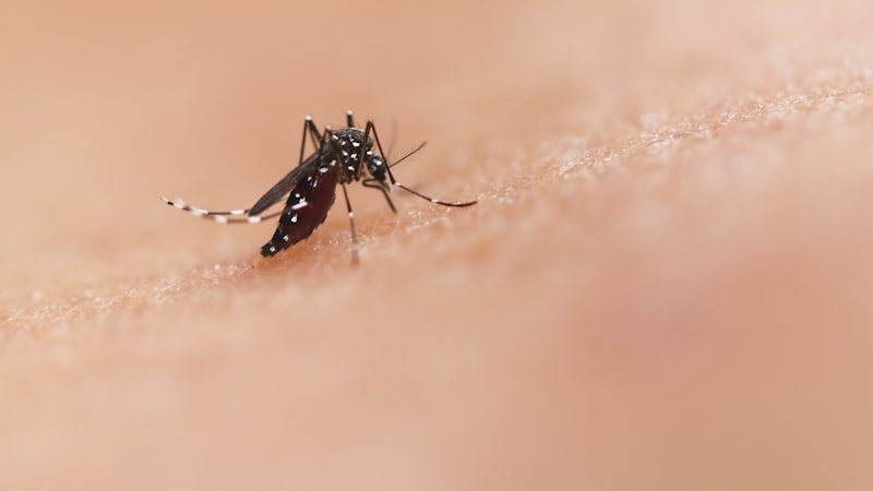 México ya tiene vacuna contra el dengue en el papel — y ni una sola fecha para ponértela